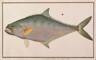 Talang Queenfish, aus Zeichnungen von Fischen aus Malakka, ca. 1805-18